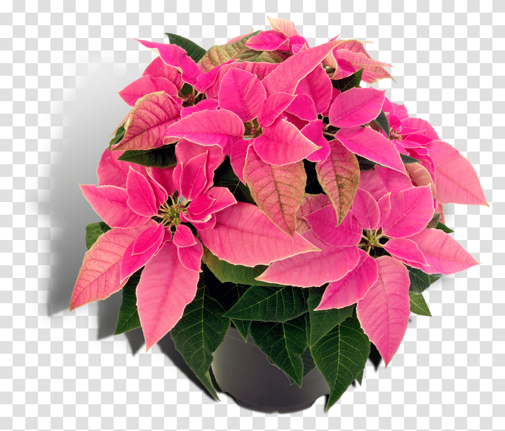 Poinsettia Christmas Plants Houseplant Spurges Plants Pink Poinsettia, Leaf, Flower, Blossom, Flower Arrangement Transparent Png