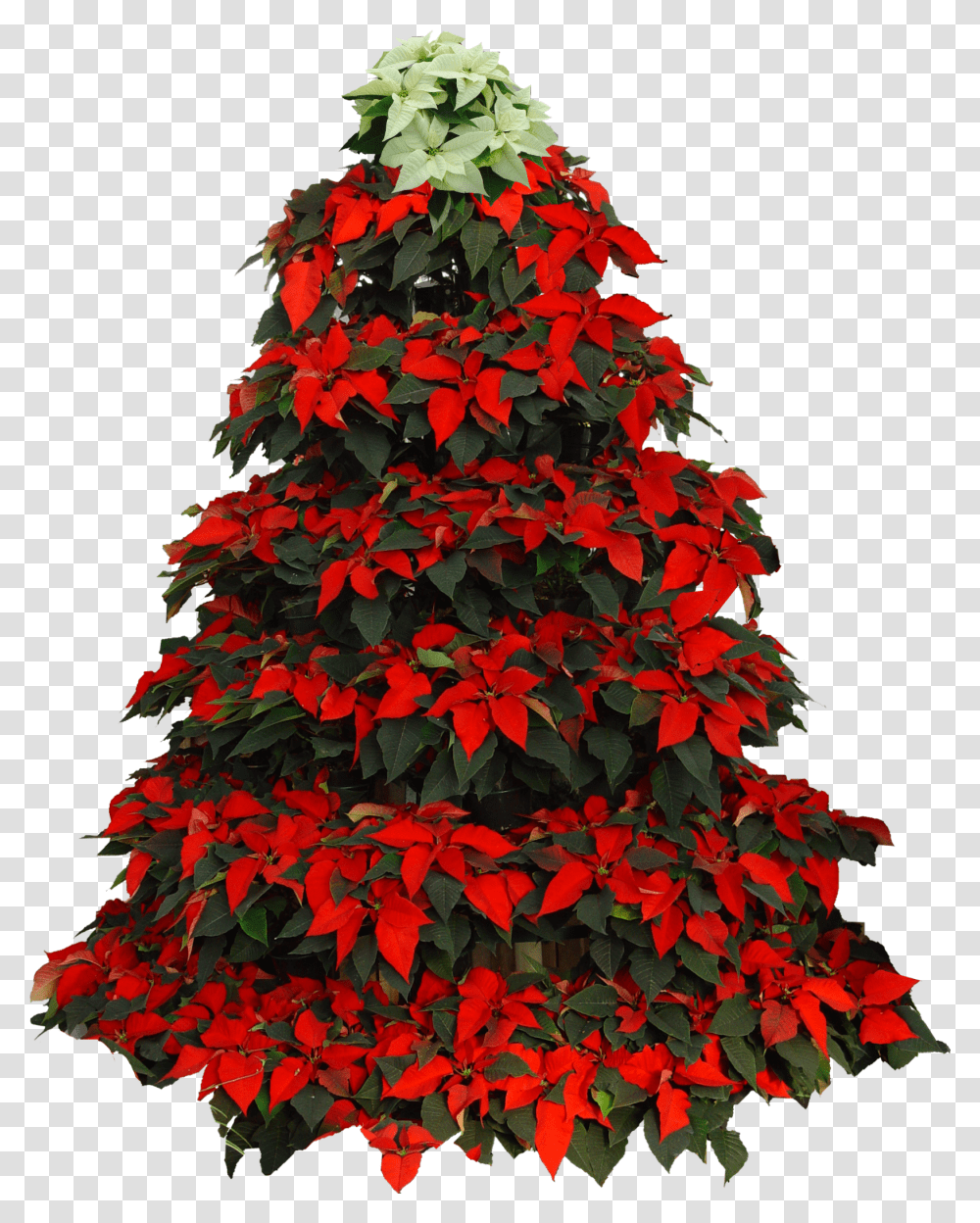 Poinsettia Clip Christmas Tree Christmas Tree Poinsettia Clipart Transparent Png