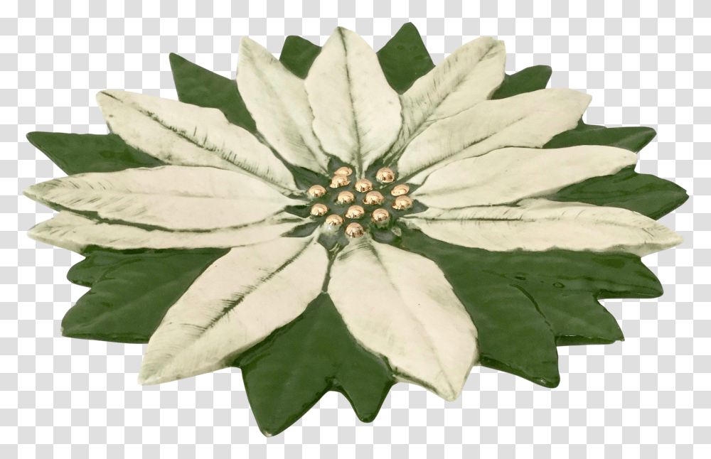 Poinsettia Clipart African Daisy, Leaf, Plant, Flower, Pond Lily Transparent Png