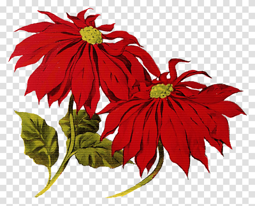 Poinsettia Clipart Merry Christmas Christmas Vintage Clip Art, Plant, Leaf, Flower, Blossom Transparent Png