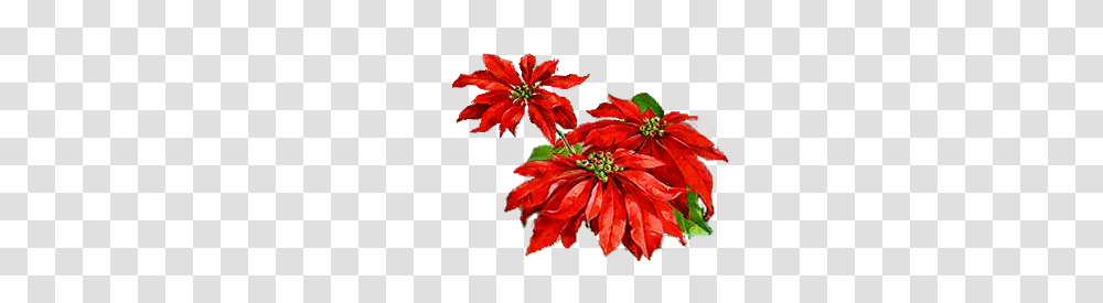 Poinsettia Day Clipart Free Clipart, Plant, Anther, Flower, Petal Transparent Png