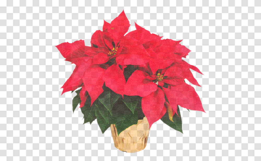 Poinsettia Flower Crown Clipart Full Size Price For Poinsettias At Lowes, Geranium, Plant, Blossom, Flower Bouquet Transparent Png