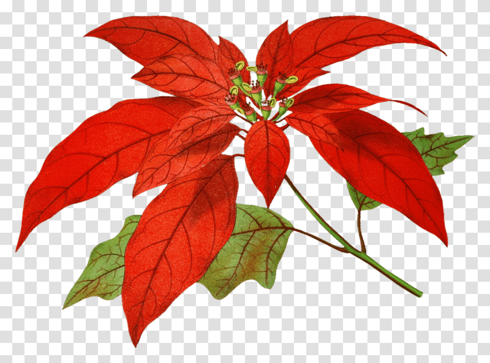 Poinsettia Flower Painting Art Free Art, Leaf, Plant, Tree, Veins Transparent Png