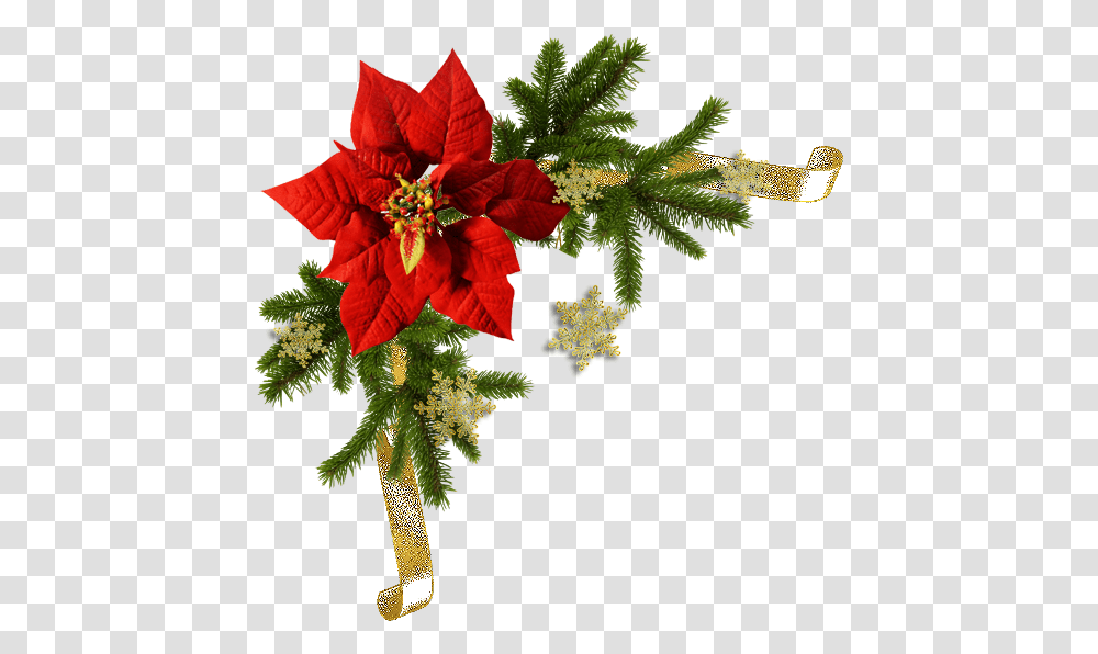 Poinsettia Flower, Plant, Flower Arrangement, Flower Bouquet, Ikebana Transparent Png