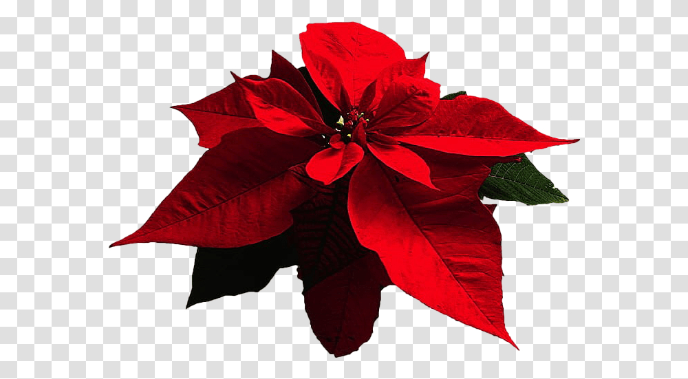 Poinsettia Free Download Poinsettia, Leaf, Plant, Petal, Flower Transparent Png