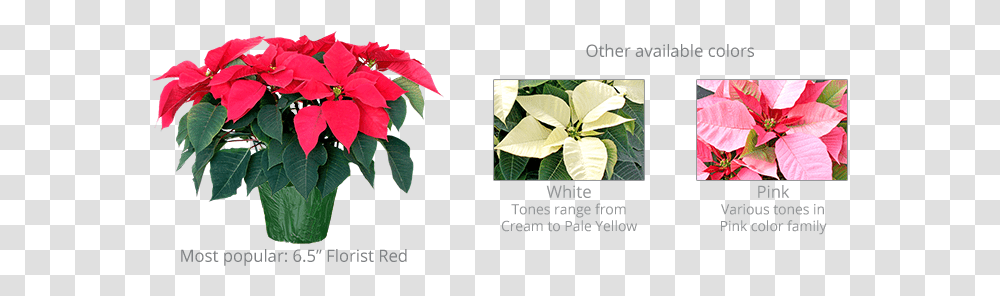 Poinsettia Fundraiser Sunbelt Poinsettia, Leaf, Plant, Flower, Petal Transparent Png