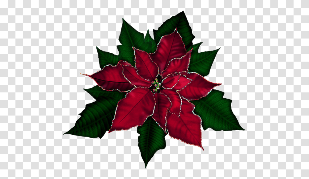 Poinsettia Image Poinsettia, Pattern, Ornament, Floral Design Transparent Png