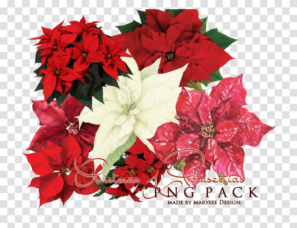 Poinsettia Images Arts Poinsettia Flower, Plant, Blossom, Graphics, Flower Bouquet Transparent Png