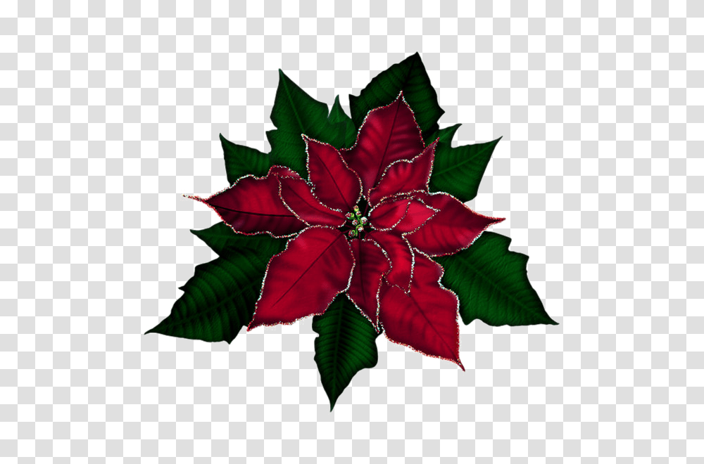 Poinsettia Images Pictures Photos Arts, Leaf, Plant, Floral Design, Pattern Transparent Png