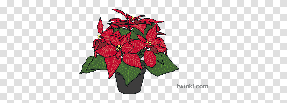 Poinsettia In A Pot Christmas Plant Red Green Ks1 Poinsettia, Floral Design, Pattern, Graphics, Art Transparent Png