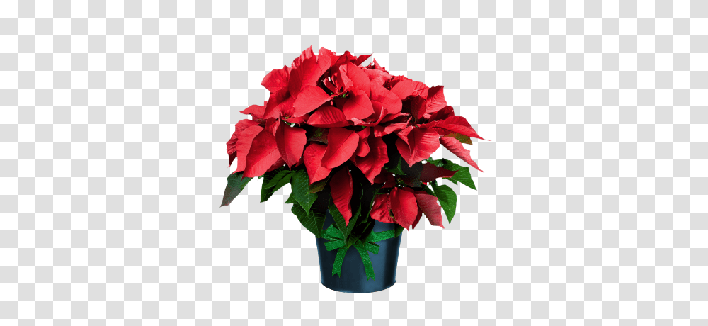 Poinsettia In Pot Grafic Christmas Christmas, Plant, Flower, Blossom Transparent Png
