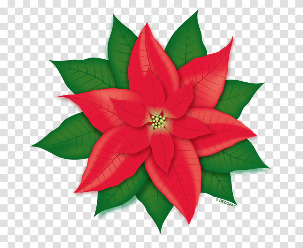 Poinsettia, Pattern, Leaf, Plant, Ornament Transparent Png