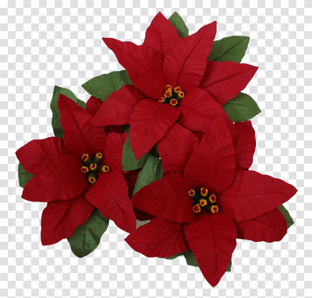 Poinsettia Perfection Poinsettia, Plant, Flower, Floral Design, Pattern Transparent Png