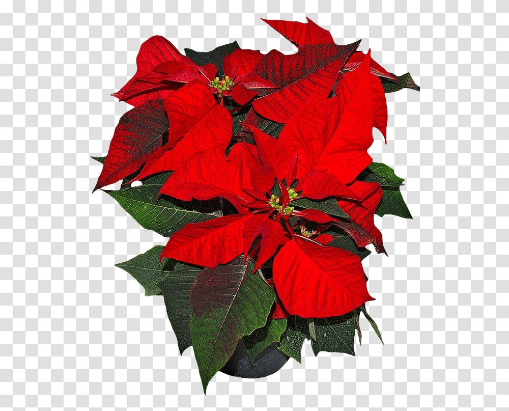 Poinsettia Picture Flower National Symbols Of Mexico, Leaf, Plant, Blossom, Acanthaceae Transparent Png