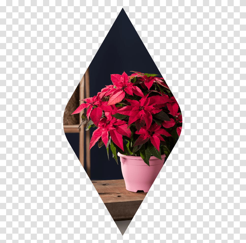 Poinsettia, Plant, Flower, Blossom, Flower Bouquet Transparent Png