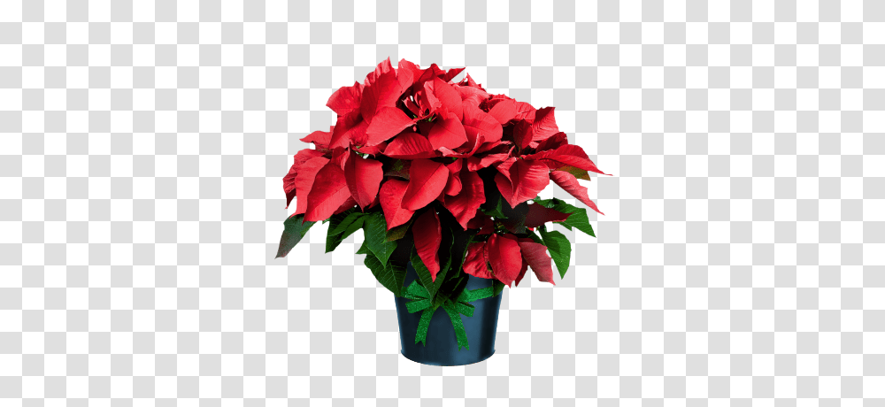 Poinsettia, Plant, Flower, Blossom Transparent Png