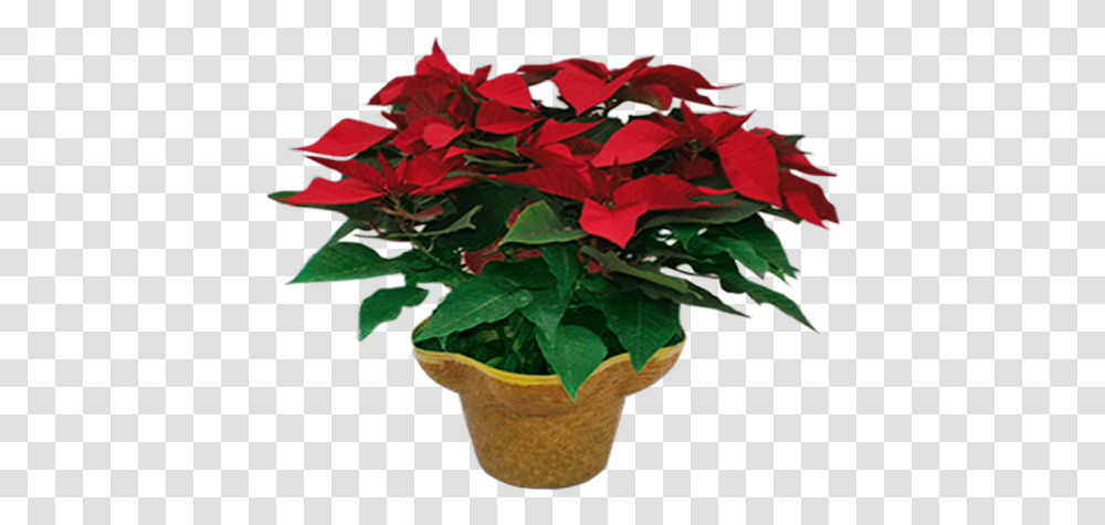 Poinsettia, Plant, Flower, Blossom, Leaf Transparent Png