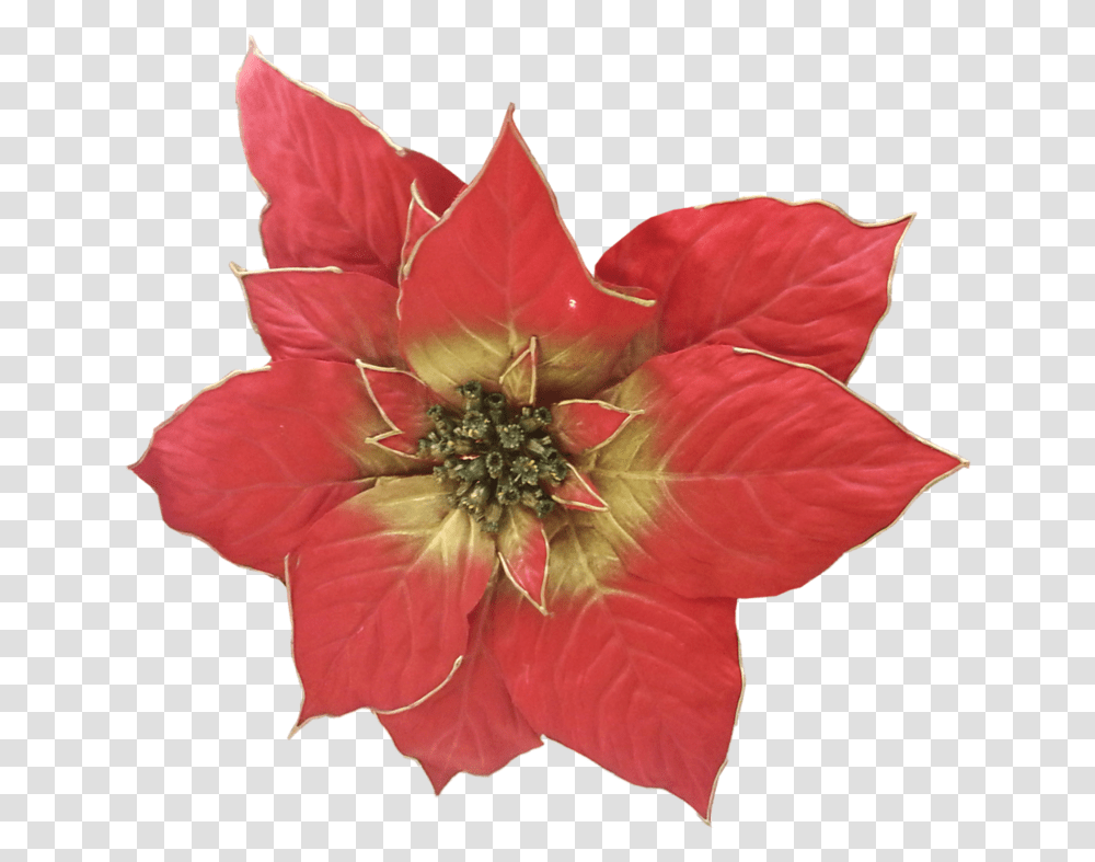 Poinsettia Poinsettia, Leaf, Plant, Petal, Flower Transparent Png