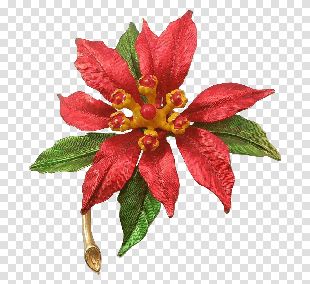 Poinsettia Vintage Flower, Plant, Blossom, Pollen, Lily Transparent Png