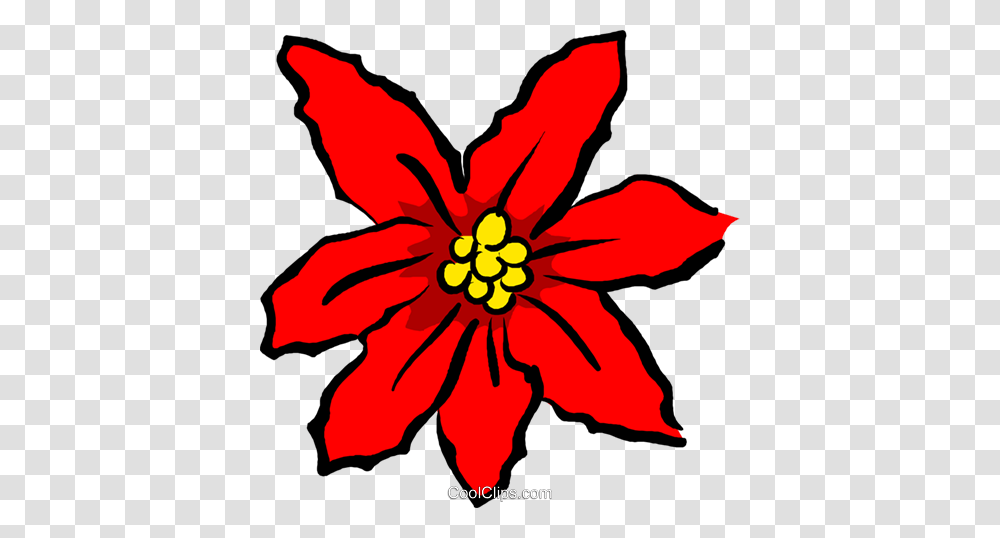 Poinsettias Royalty Free Vector Clip Art Illustration, Hibiscus, Flower, Plant, Blossom Transparent Png