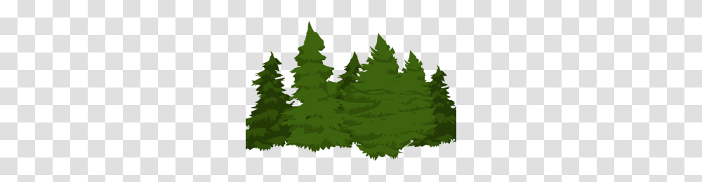 Point Of Light Image, Tree, Plant, Fir, Abies Transparent Png