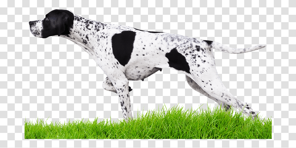 Pointers, Canine, Mammal, Animal, Pet Transparent Png