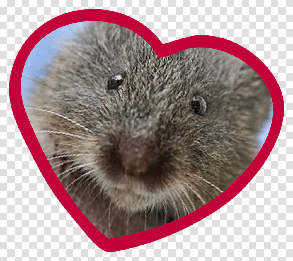 Pointing At You, Rat, Rodent, Mammal, Animal Transparent Png