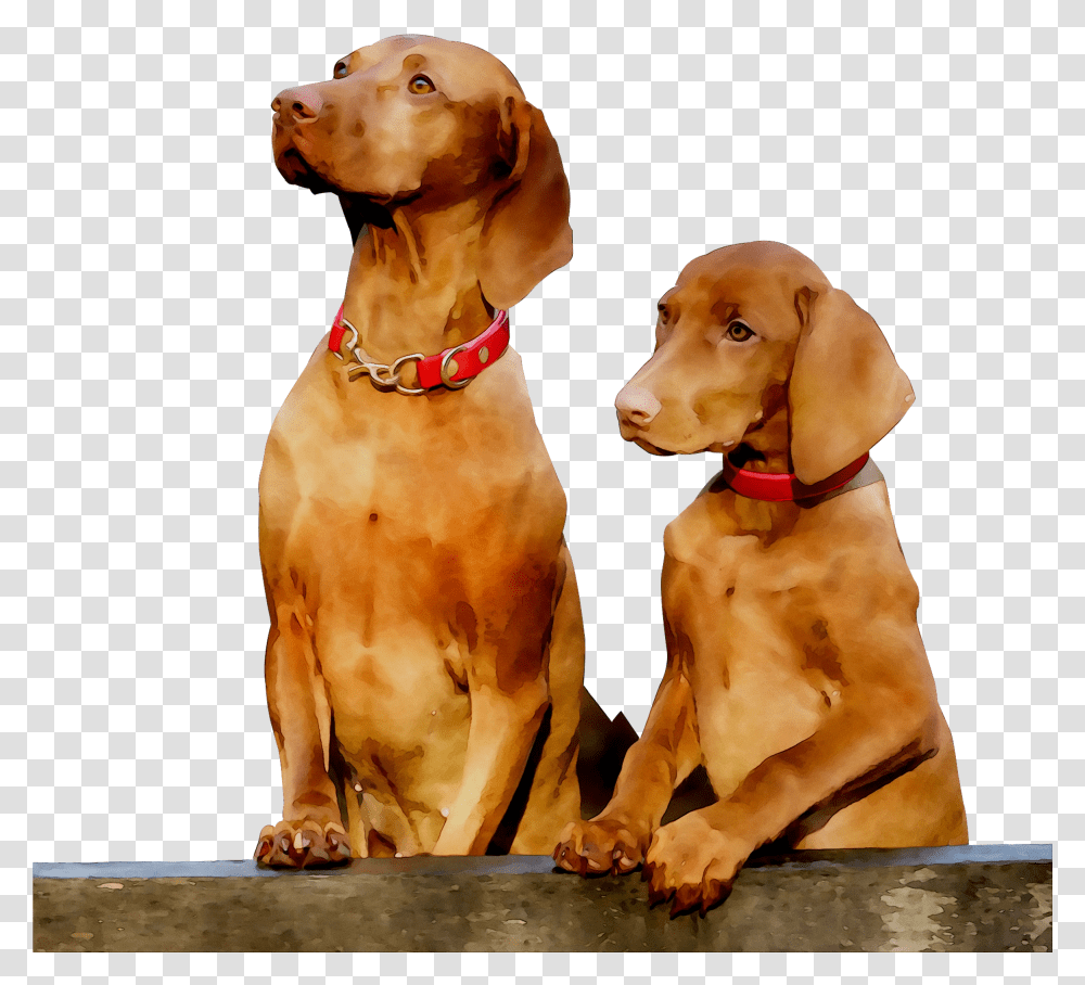 Pointing Breed Gun Dog Vizsla Companion Clipart Dog Transparent Png