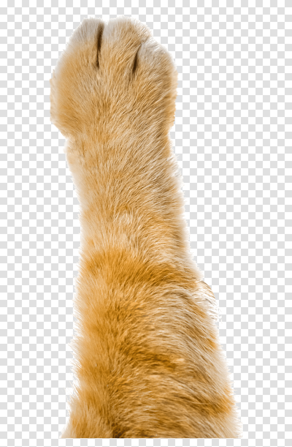 Pointless Paws Orange Tabby Cat Paw, Bird, Animal, Fur, Pet Transparent Png