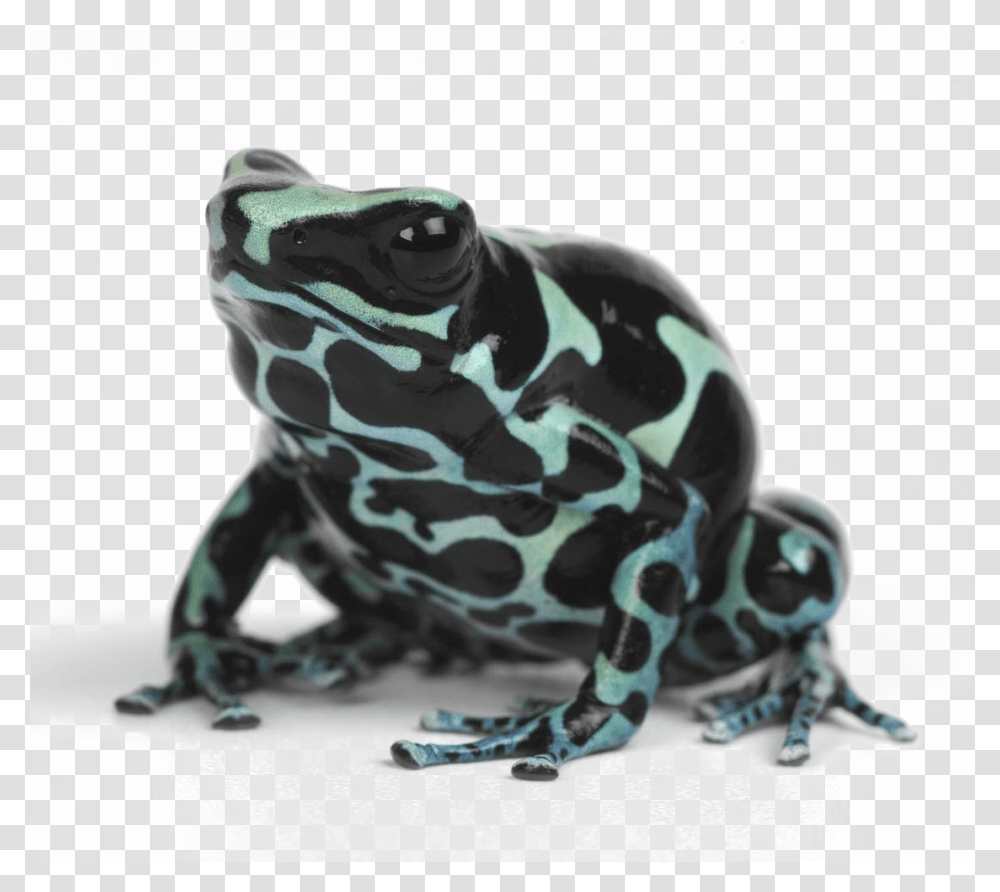 Poison Dart Frog, Amphibian, Wildlife, Animal, Dog Transparent Png