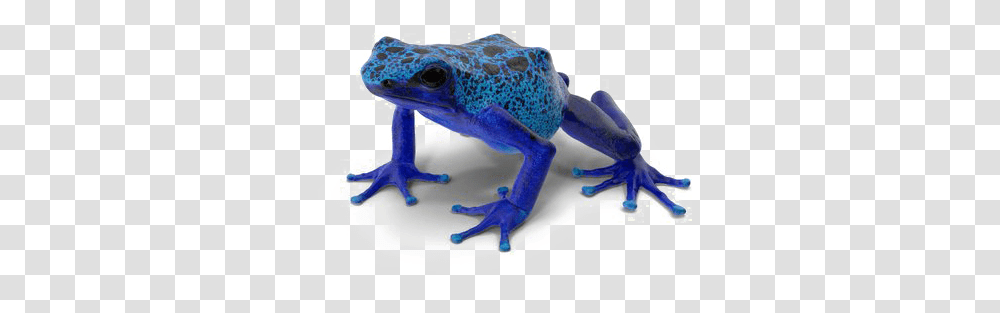 Poison Dart Frog Background Blue Poison Dart Frog, Amphibian, Wildlife, Animal, Toy Transparent Png