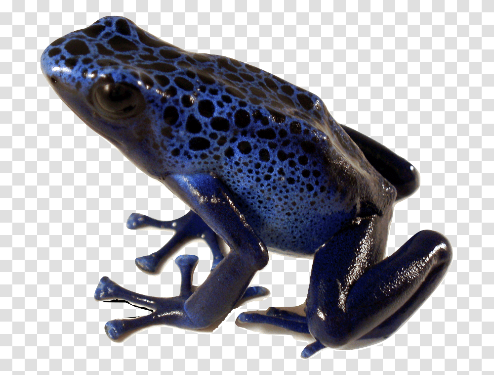 Poison Dart Frog Blue Poison Dart Frog, Amphibian, Wildlife, Animal, Dinosaur Transparent Png