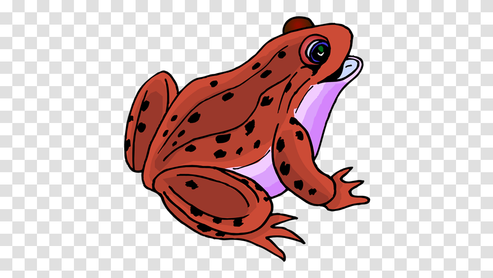 Poison Dart Frog Clipart Different, Wildlife, Animal, Amphibian, Toad Transparent Png