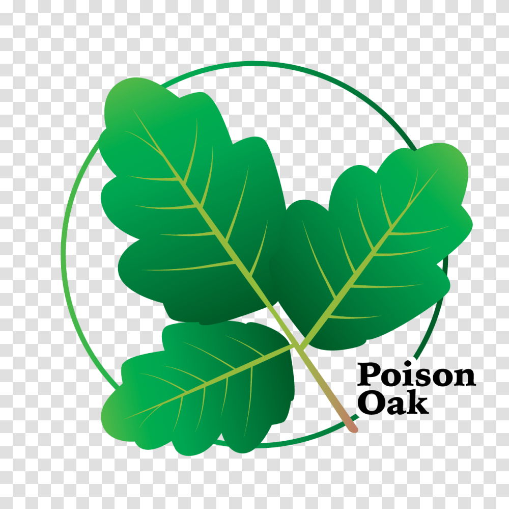 Poison Ivy Info Aitex, Leaf, Plant, Green, Nut Transparent Png