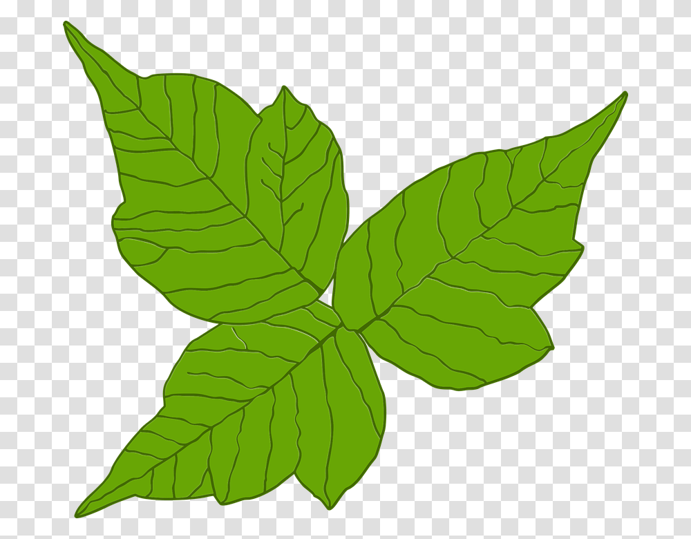 Poison Ivy Itch Danger Rash Leaf Poisonous Three Poison Ivy Plant Vector Transparent Png