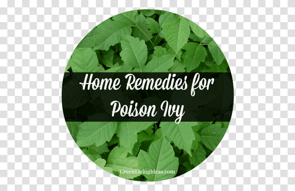 Poison Ivy, Potted Plant, Vase, Jar, Pottery Transparent Png
