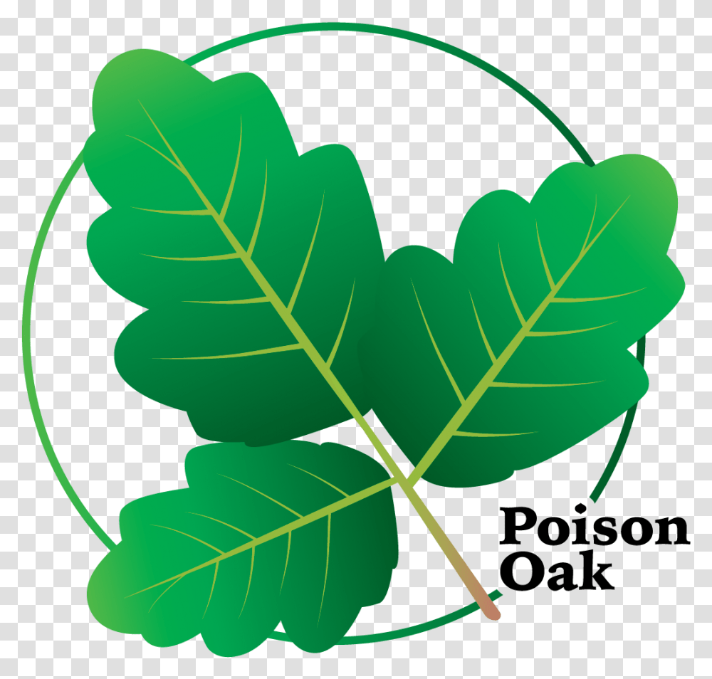 Poison Oak Clipart, Leaf, Plant, Green, Veins Transparent Png