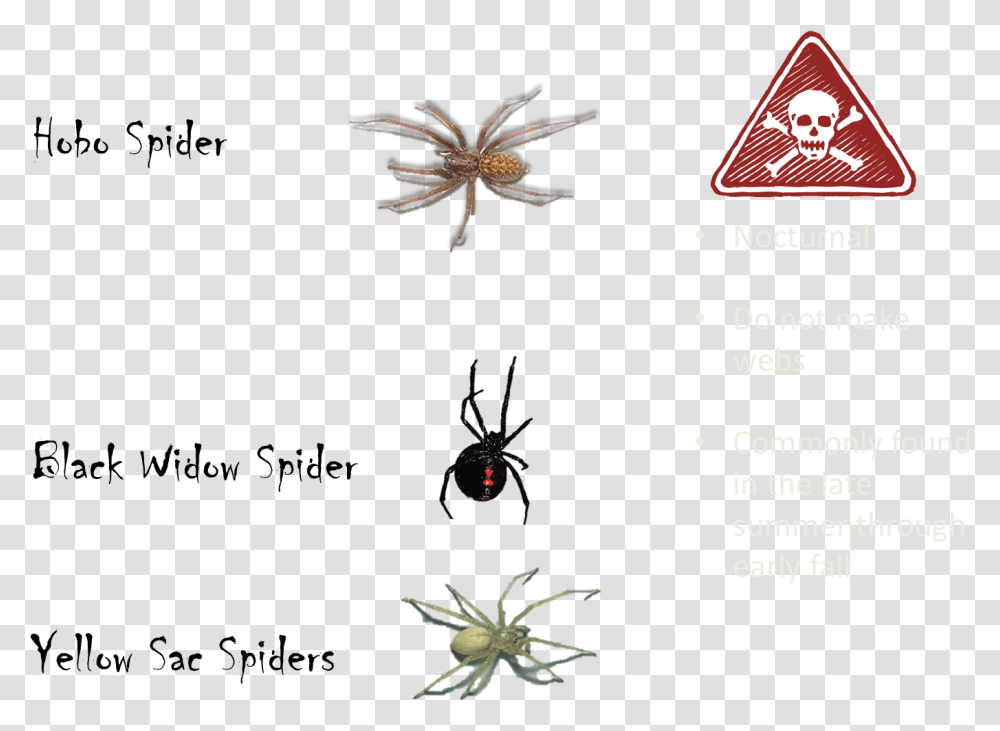 Poisonous Spiders Spiders Are Not Poisonous, Invertebrate, Animal, Insect, Garden Spider Transparent Png