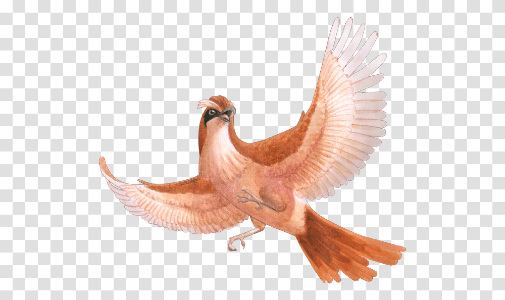 Pokemon Collab Hawk, Bird, Animal, Flying, Kite Bird Transparent Png