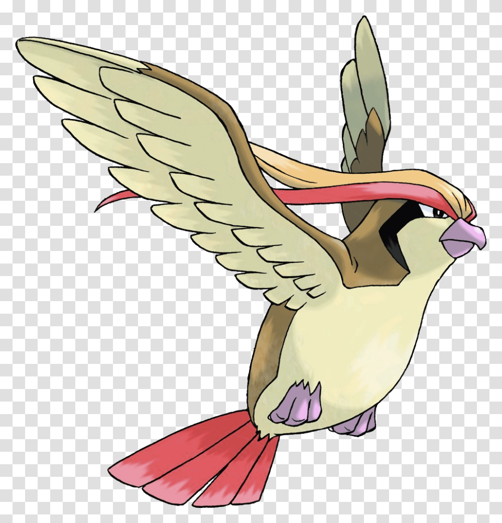 Pokemon Pidgeot, Bird, Animal, Finch, Pelican Transparent Png