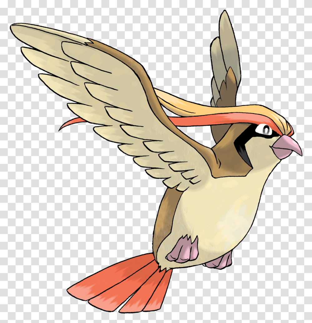 Pokemon Pidgeot, Bird, Animal, Finch, Sparrow Transparent Png