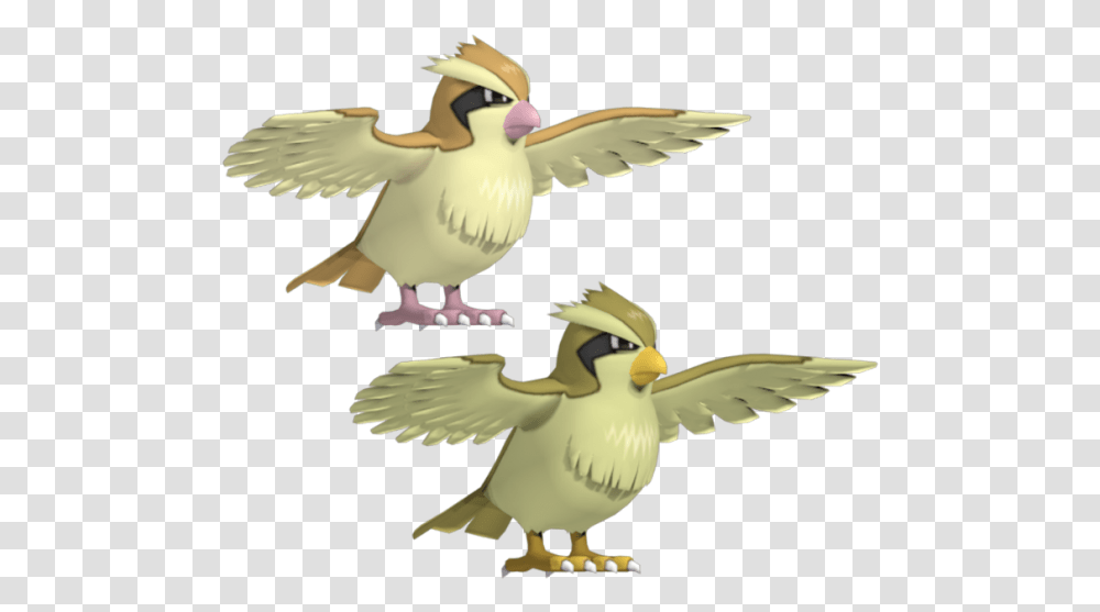 Pokemon Pidgey 3d Model, Bird, Animal, Dove, Pigeon Transparent Png