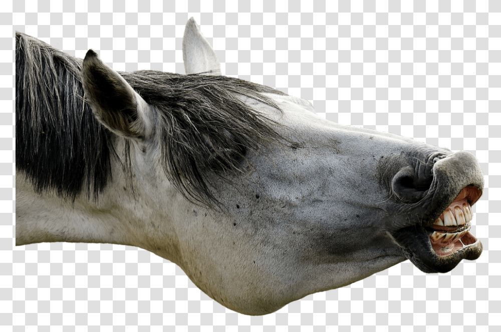 Poker Face, Horse, Mammal, Animal, Andalusian Horse Transparent Png