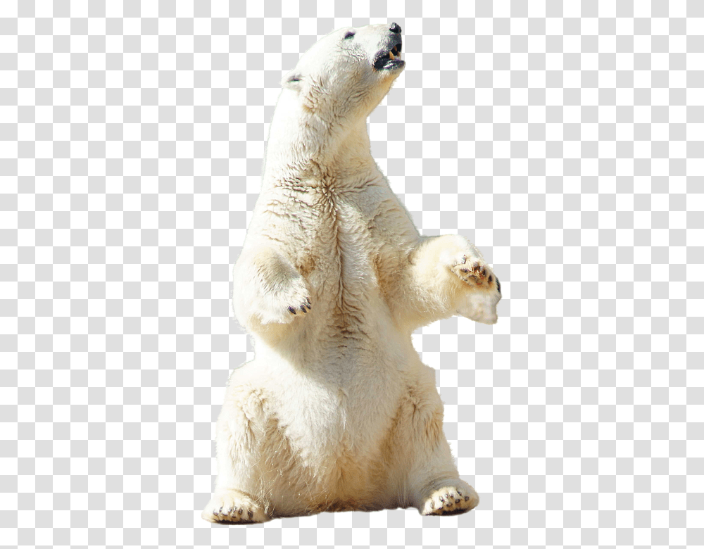 Polar 960, Animals, Polar Bear, Wildlife, Mammal Transparent Png