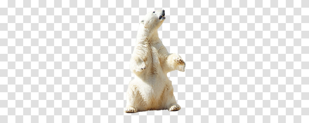 Polar Nature, Polar Bear, Wildlife, Mammal Transparent Png