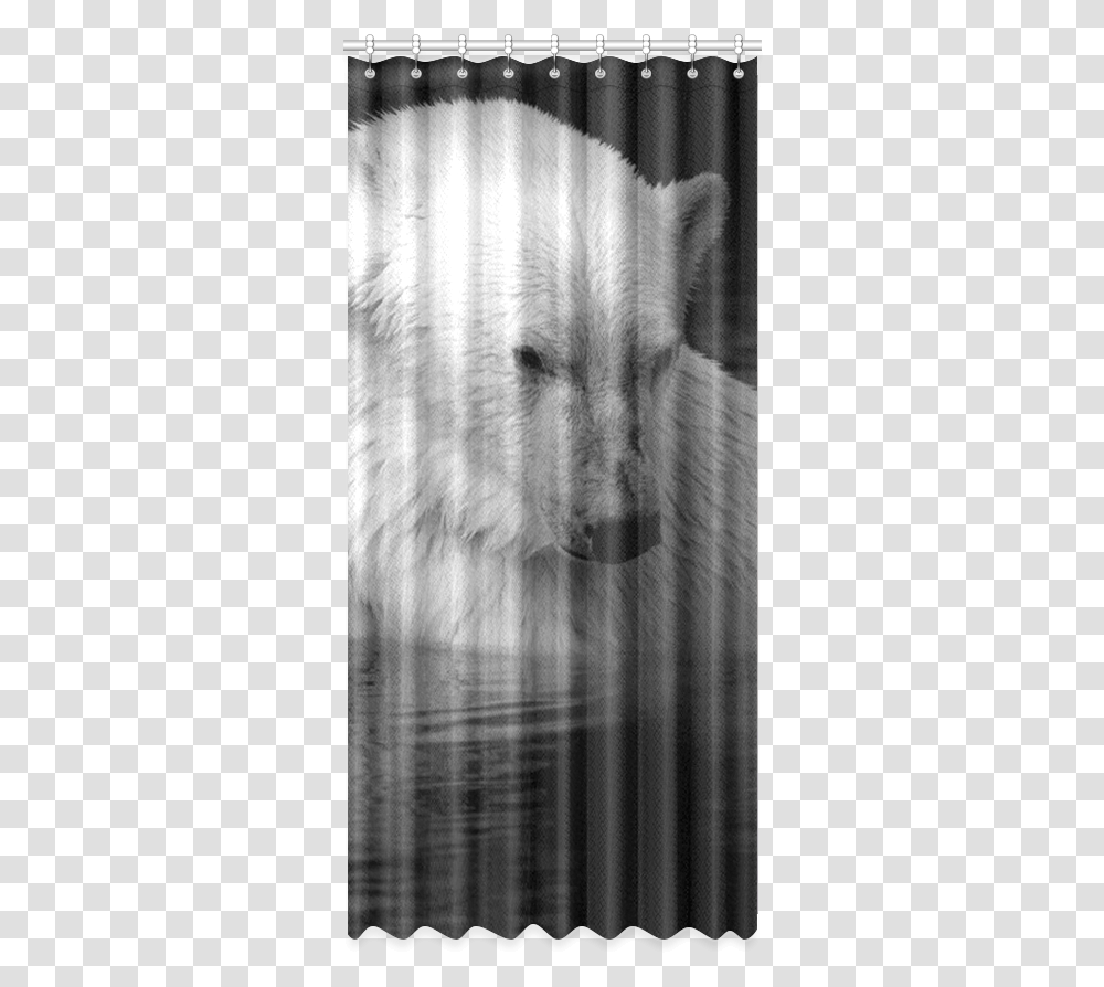 Polar Baer Window Curtain Picture Frame, Mammal, Animal, Wolf, Wildlife Transparent Png