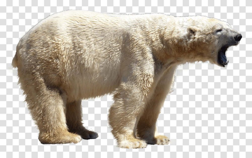 Polar Bear 960, Animals, Wildlife, Mammal Transparent Png