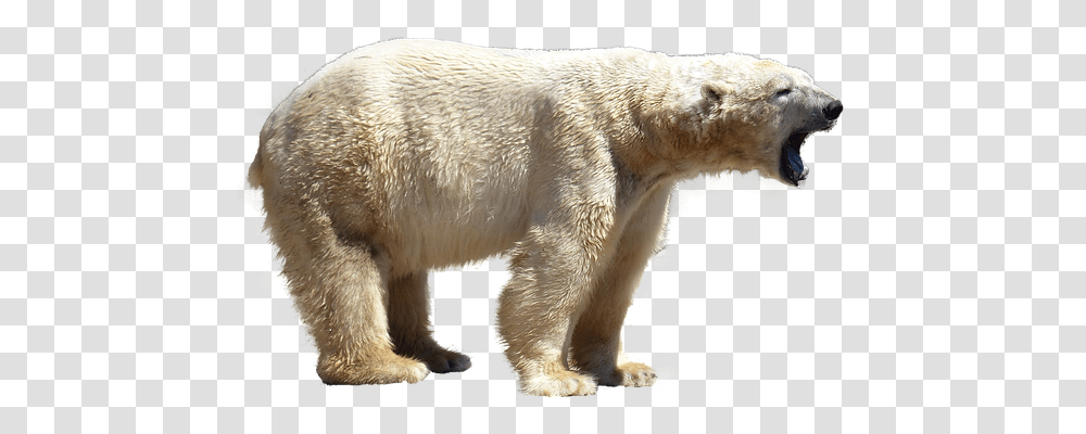 Polar Bear Nature, Wildlife, Mammal, Animal Transparent Png