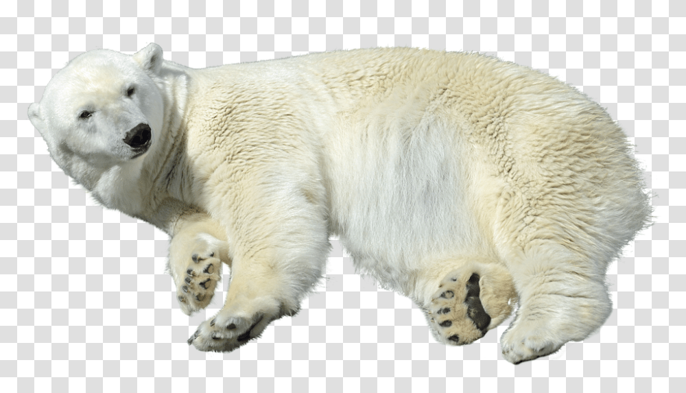Polar Bear 960, Animals, Wildlife, Mammal, Dog Transparent Png