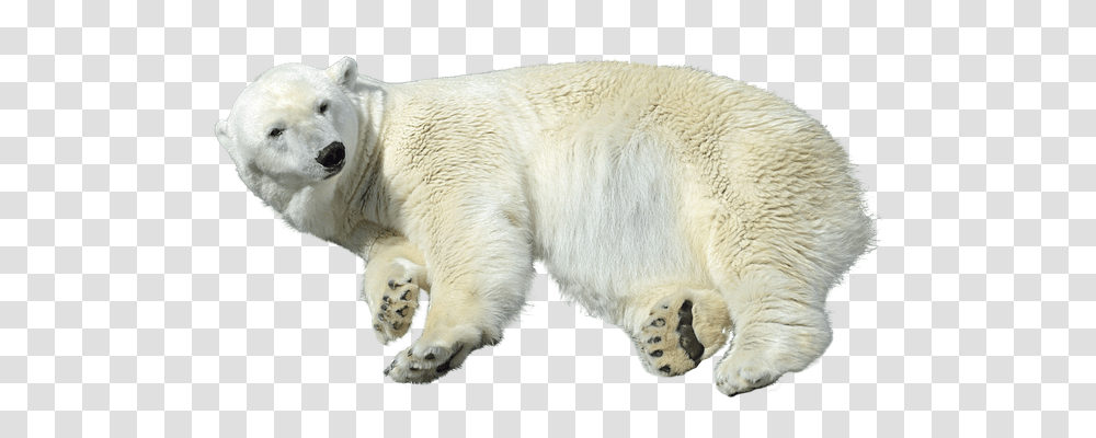 Polar Bear Nature, Animal, Mammal, Wildlife Transparent Png